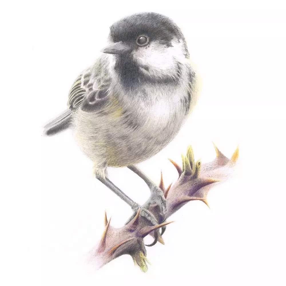 Coal Tit Coloured Pencil Illustration